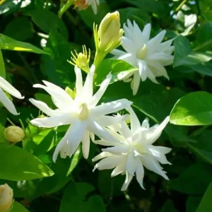 2 Fragrant Jasmine Live Plant Vines – White Flower, 3-5 Inch Tall Starter Plants - Image 3