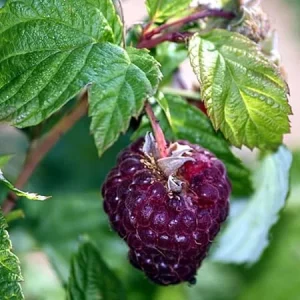 2 Glencoe Raspberry Live Plants - Thornless Purple Raspberry, 5-9 Inches Tall, Zones 4-8 - Image 5
