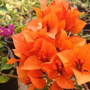 2 Gold Bougainvillea Live Plants, 4-6 Inch Tall Starter, Outdoor Shrub - Image 1