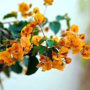 2 Gold Bougainvillea Plants Live, Yellow Flowers, 5-9 Inches Tall, Outdoor - Image 4