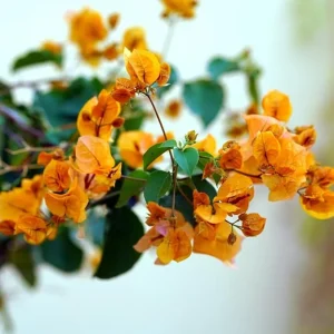 2 Gold Bougainvillea Plants Live, Yellow Flowers, 5-9 Inches Tall, Outdoor - Image 7