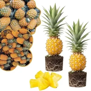 2 Gold Pineapple Live Plants, 4-7 Inch Tall, Sweet Fruit, Indoor/Outdoor - Image 7