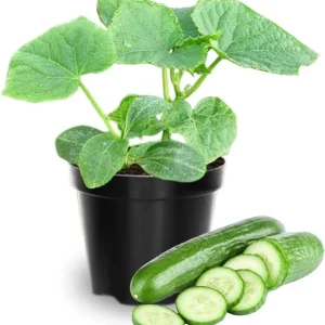 2 Green Cucumber Live Plants, 4 Inch Pot, 3-5 Inches Tall, Garden Starter Plants - Image 7