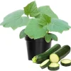 2 Green Zucchini Squash Live Plants - 4 Inch Pot Seedlings for Garden - Image 1