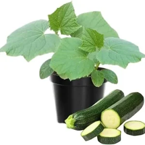 2 Green Zucchini Squash Live Plants - 4 Inch Pot Seedlings for Garden - Image 4