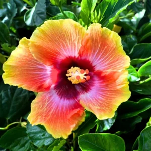 2 Hardy Double Peach Hibiscus Live Plants – 8-12” Tall Flowering Shrub - Image 2