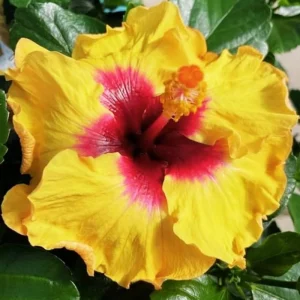 2 Hardy Double Peach Hibiscus Live Plants – 8-12” Tall Flowering Shrub - Image 3
