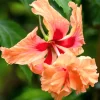 2 Hardy Double Peach Hibiscus Live Plants – 8-12” Tall Flowering Shrub - Image 1