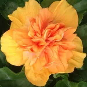 2 Hardy Double Peach Hibiscus Live Plants – 8-12” Tall Flowering Shrub - Image 4