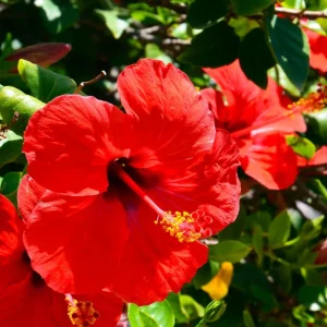 2 Hardy Double Peach Hibiscus Live Plants – 8-12” Tall Flowering Shrub - Image 5