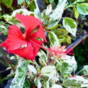 2 Hardy Double Peach Hibiscus Live Plants – 8-12” Tall Flowering Shrub - Image 6