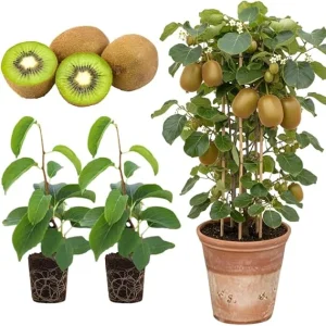 2 Hardy Kiwi Plants Live, Well-Rooted Starter Plants, 5-9
