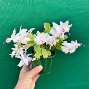 2 Holiday Cactus Live Plants - White Christmas & Thanksgiving Cactus, 4-6 inches Tall - Image 6