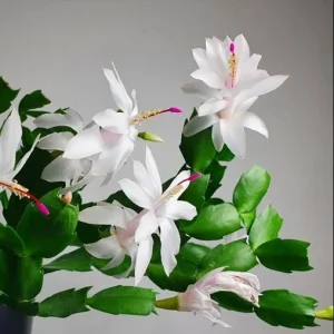 2 Holiday Cactus Live Plants - White Christmas & Thanksgiving Cactus, 4-6 inches Tall - Image 7