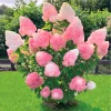 2 Hydrangea Live Plants - 1-2 Ft Tall Dormant Rooted Cuttings - Pink White - Image 1