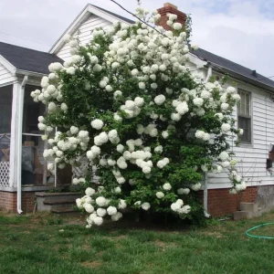 2 Hydrangea Live Plants - Color Changing Blue to Pink Cuttings, 8-12
