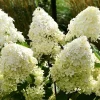 2 Hydrangea Live Plants - Color Changing Blue to Pink Cuttings, 8-12" Tall, Dormant - Image 1