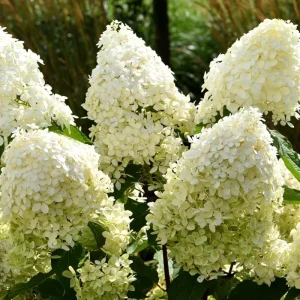 2 Hydrangea Live Plants - Color Changing Blue to Pink Cuttings, 8-12" Tall, Dormant - Image 1