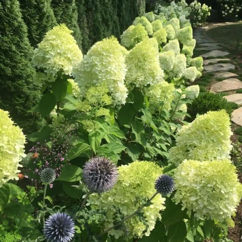 2 Hydrangea Live Plants, Pink White, Dormant Rooted Cuttings, 1-2ft Tall for Outdoor Landscaping - Image 2