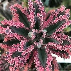 2 Kalanchoe Pink Butterfly Live Plants, 2 Inch Pot, Pink Succulent - Image 3