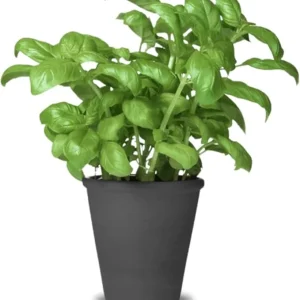2 Large Leaf Basil Live Plants, 4-inch Pot, Outdoor Garden Herb - Image 3