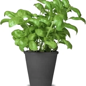 2 Large Leaf Basil Live Plants, 4-inch Pot, Outdoor Garden Herb - Image 7