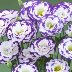 2 Lisianthus Live Plants, Eustoma Seedlings, 2-3 Inch Tall, Mixed Colors, Outdoor - Image 3