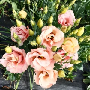 2 Lisianthus Live Plants, Eustoma Seedlings, 2-3 Inch Tall, Mixed Colors, Outdoor - Image 4