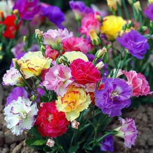 2 Lisianthus Live Plants, Eustoma Seedlings, 2-3 Inch Tall, Mixed Colors, Outdoor - Image 5