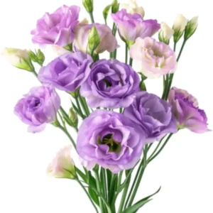2 Lisianthus Live Plants, Eustoma Seedlings, 2-3 Inch Tall, Mixed Colors, Outdoor - Image 6