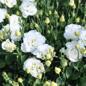 2 Lisianthus Live Plants, Eustoma Seedlings, 2-3 Inch Tall, Mixed Colors, Outdoor - Image 8