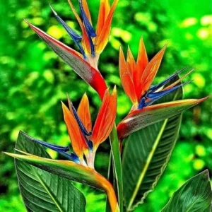 2 Live Bird of Paradise Plants, Orange, 6-8