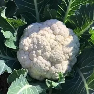2 Live Cauliflower Plants – White Vegetable – Full Sun – 3-5 inches - Image 3