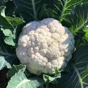 2 Live Cauliflower Plants – White Vegetable – Full Sun – 3-5 inches - Image 7