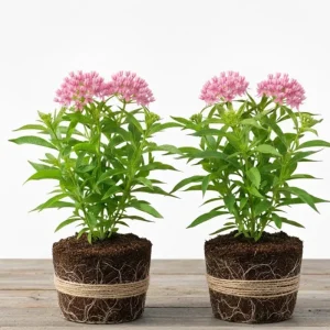 2 Live Milkweed Plants, Asclepias Tuberosa, 5-8 Inch Tall, Outdoor Red Flower - Image 2