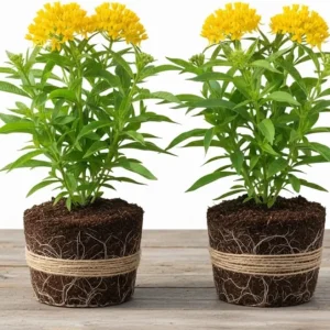 2 Live Milkweed Plants, Asclepias Tuberosa, 5-8 Inch Tall, Outdoor Red Flower - Image 4