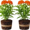 2 Live Milkweed Plants, Asclepias Tuberosa, 5-8 Inch Tall, Outdoor Red Flower - Image 1