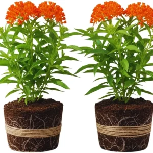 2 Live Milkweed Plants, Asclepias Tuberosa, 5-8 Inch Tall, Outdoor Red Flower - Image 1