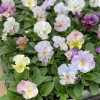 2 Live Pansy Plants, Curly Pansy Flower, 3-5 Inches Tall, Indoor/Outdoor - Image 1