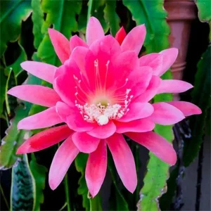 2 Live Red Epiphyllum Orchid Cactus Plants, 4-8 Inch Trailing Houseplants - Image 2
