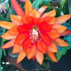 2 Live Red Epiphyllum Orchid Cactus Plants, 4-8 Inch Trailing Houseplants - Image 1