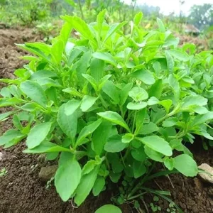 2 Live Stevia Plants - Sweetleaf Herb, 4-7 inches Tall in 4 inch Pot, Indoor/Outdoor - Image 2