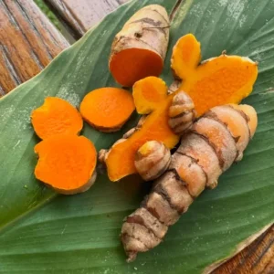 2 Live Turmeric Plants - Yellow Curcuma for Indoor/Outdoor Garden, 4-8 Inches Tall - Image 2