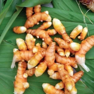 2 Live Turmeric Plants - Yellow Curcuma for Indoor/Outdoor Garden, 4-8 Inches Tall - Image 5