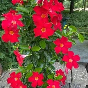 2 Mandevilla Live Plants, 4-6 Inch Red Tropical Vine for Indoors & Outdoors - Image 5