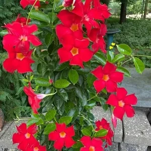 2 Mandevilla Live Plants, 4-6 Inch Red Tropical Vine for Indoors & Outdoors - Image 7
