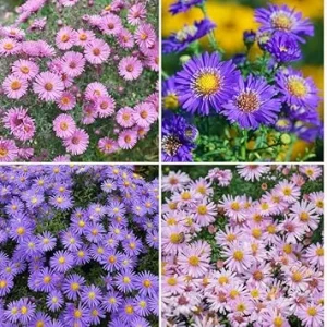2 Mix Aster Perennial Live Plants, 3-6 Inch Assorted Asters, Outdoor - Image 5