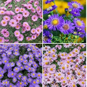 2 Mix Aster Perennial Live Plants, 3-6 Inch Assorted Asters, Outdoor - Image 1