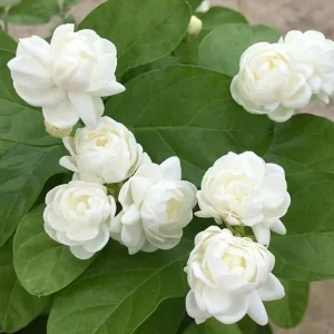 2 Mixed Jasmine Plants Live, 4-7 Inches Tall, Indoor & Outdoor Flowering Perennial - Image 3