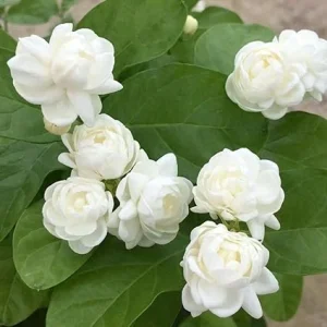 2 Mixed Jasmine Plants Live, 4-7 Inches Tall, Indoor & Outdoor Flowering Perennial - Image 1